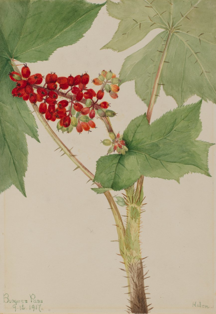 Devilsclub Echinopanax horridum, 1917. 作者 玛丽·沃克斯·沃尔科特