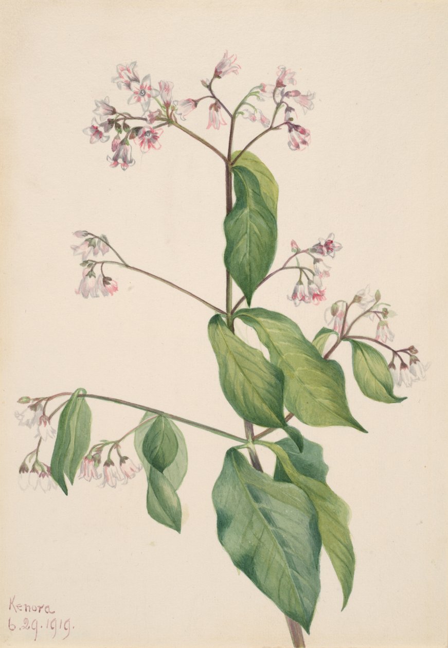 Dogbane Apocyum androsaemfolium，1919。 作者 玛丽·沃克斯·沃尔科特
