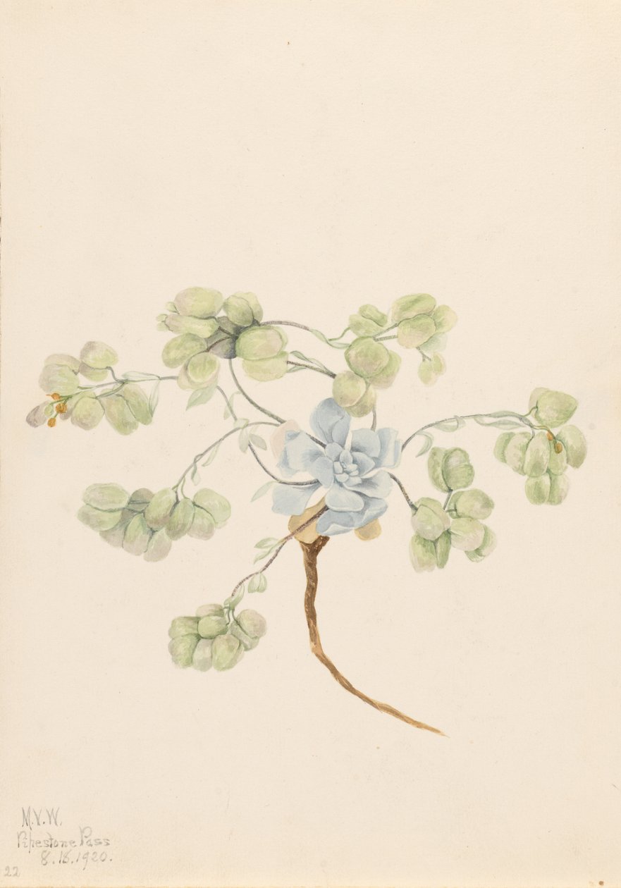 双膀胱藻（Physaria didymocarpa） 作者 玛丽·沃克斯·沃尔科特