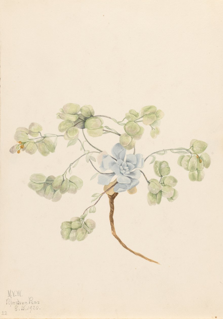 Double Bladderpod Physaria didymocarpa, 1920. 作者 玛丽·沃克斯·沃尔科特