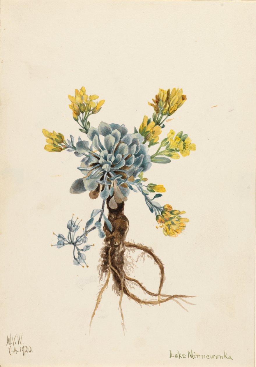 Double Bladderpod Physaria didymocarpa, 1920. 作者 玛丽·沃克斯·沃尔科特