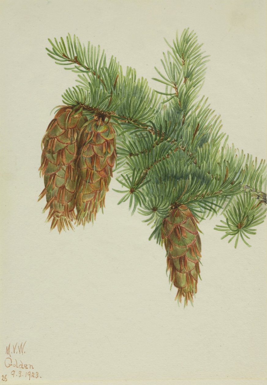 道格拉斯冷杉（Pseudotsuga mucronata） 作者 玛丽·沃克斯·沃尔科特