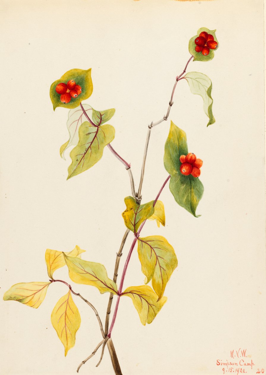 道格拉斯金银花（Lonicera glaucescens） 作者 玛丽·沃克斯·沃尔科特