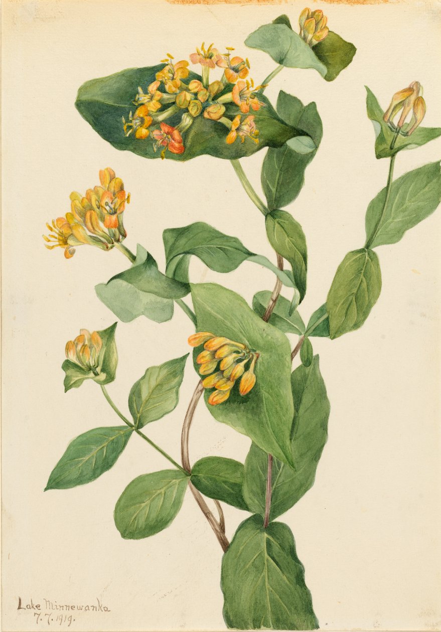 道格拉斯金银花（Lonicera glaucescens） 作者 玛丽·沃克斯·沃尔科特