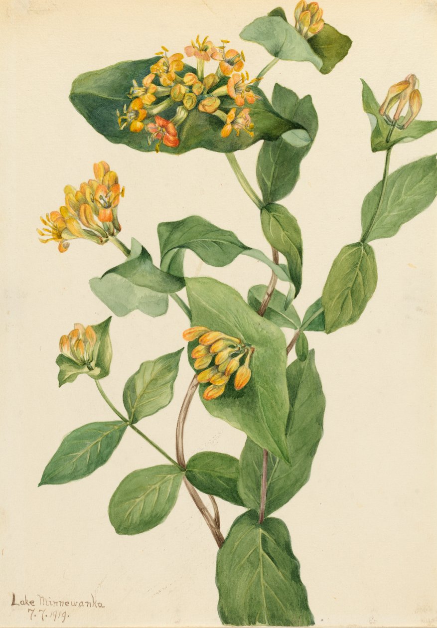 道格拉斯金银花 Lonicera glaucescens, 1919. 作者 玛丽·沃克斯·沃尔科特