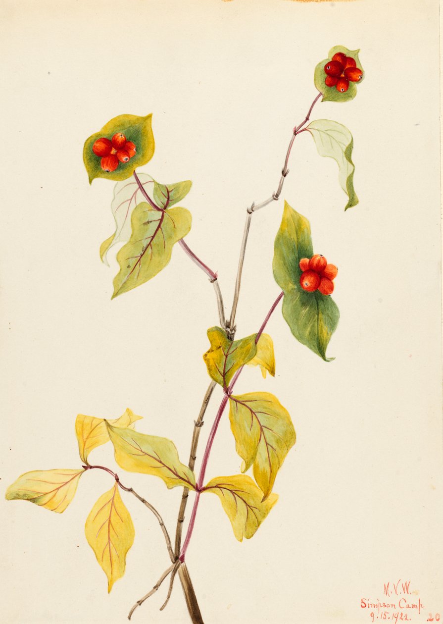 道格拉斯金银花 Lonicera glaucescens, 1922. 作者 玛丽·沃克斯·沃尔科特