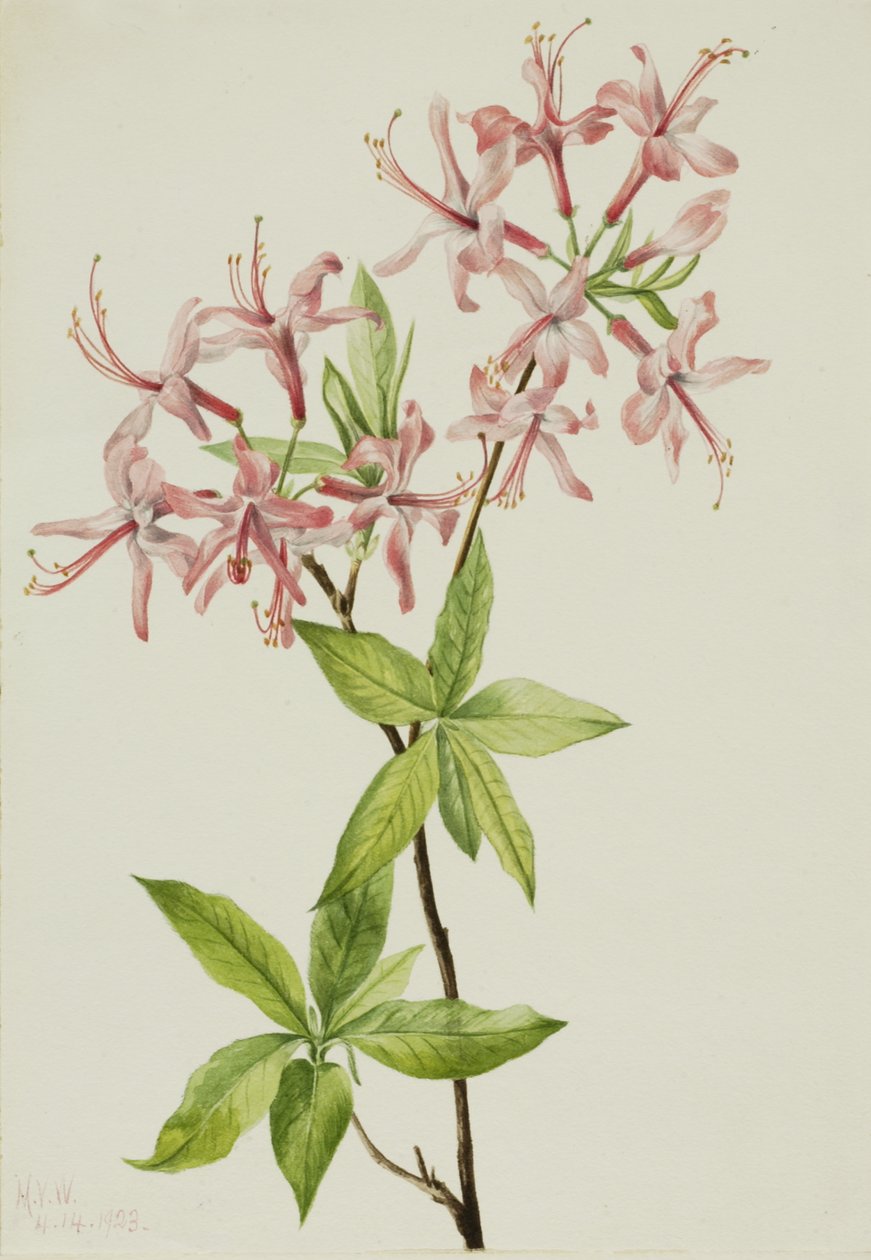 绒毛松香绽放杜鹃花，1923年。 作者 玛丽·沃克斯·沃尔科特