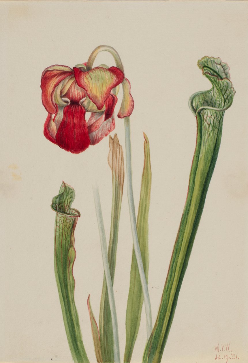 鼓蒙德垂盆草（Sarracenia drummondii） 作者 玛丽·沃克斯·沃尔科特