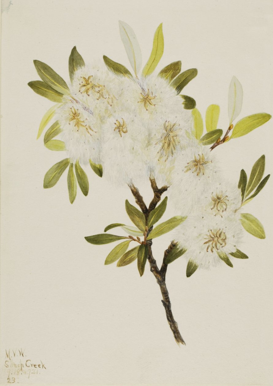 Drummond Willow Salix drummondiana, 1921. 作者 玛丽·沃克斯·沃尔科特