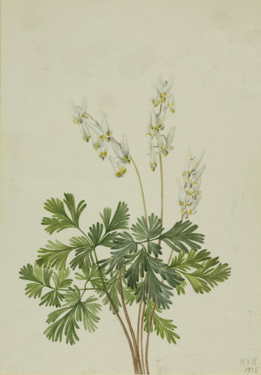 荷兰人的问候语 Bikukulla cucullaria, 1925。 作者 玛丽·沃克斯·沃尔科特