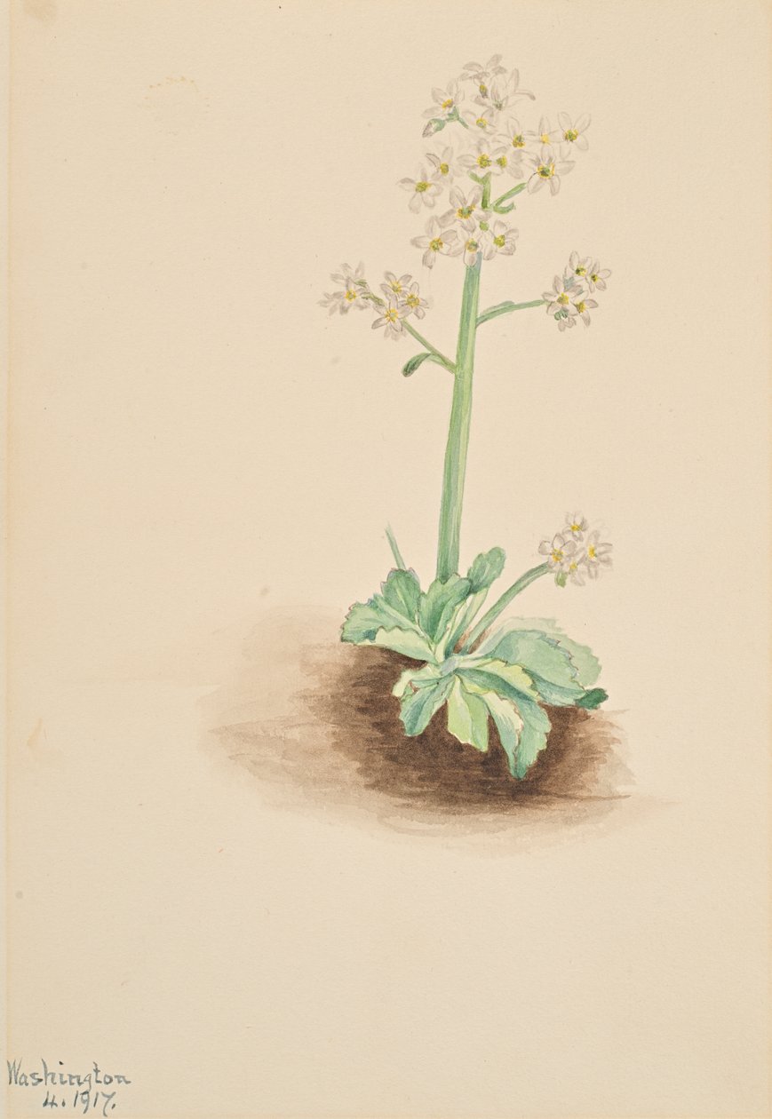 早期的Saxifrage Saxifraga virginiensis, 1917. 作者 玛丽·沃克斯·沃尔科特