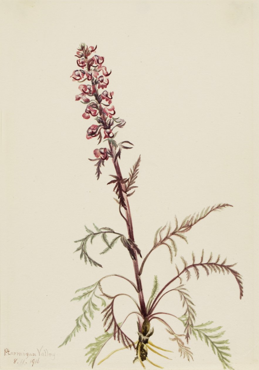 Elephanthead Pedicularis groenlandica, 1916。 作者 玛丽·沃克斯·沃尔科特