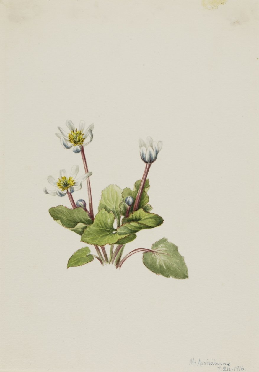 麋鹿（Caltha leptosepala） 作者 玛丽·沃克斯·沃尔科特