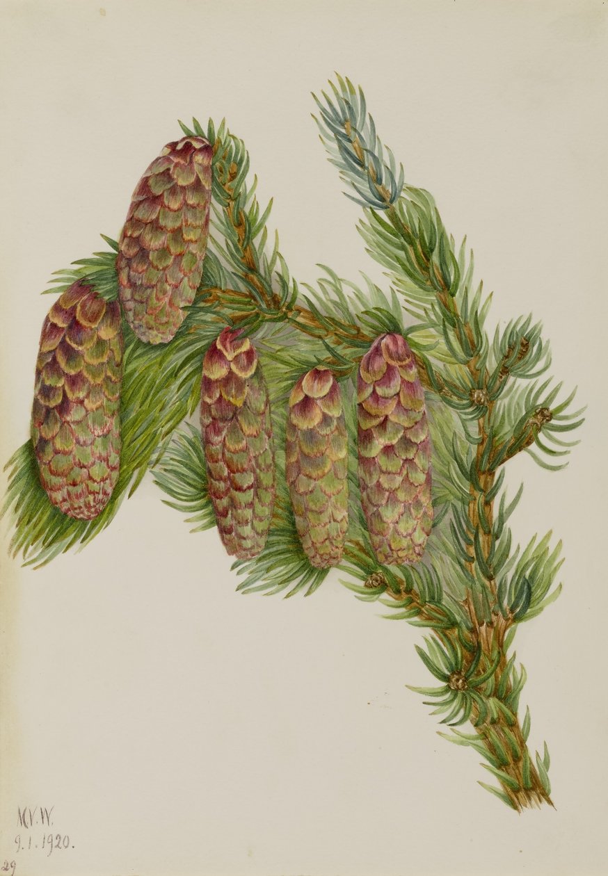 恩格尔曼云杉（Picea engelmanni） 作者 玛丽·沃克斯·沃尔科特