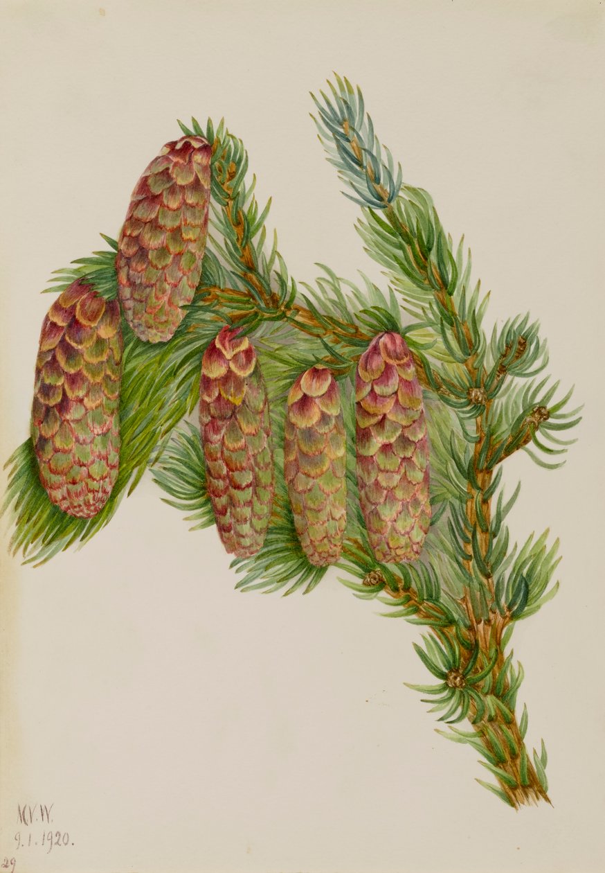 恩格尔曼云杉 Picea engelmanni, 1920. 作者 玛丽·沃克斯·沃尔科特