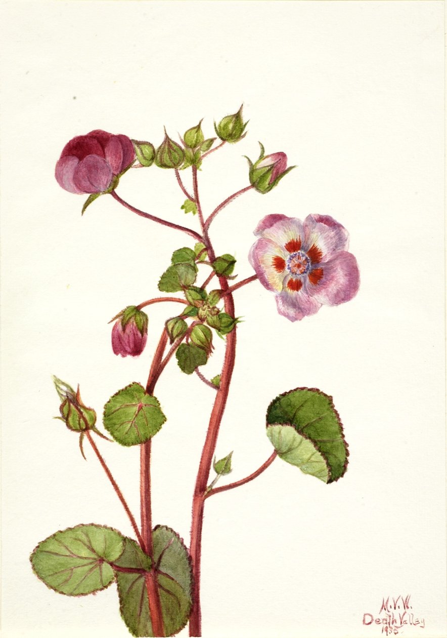Eremalche rotundifolia 作者 玛丽·沃克斯·沃尔科特