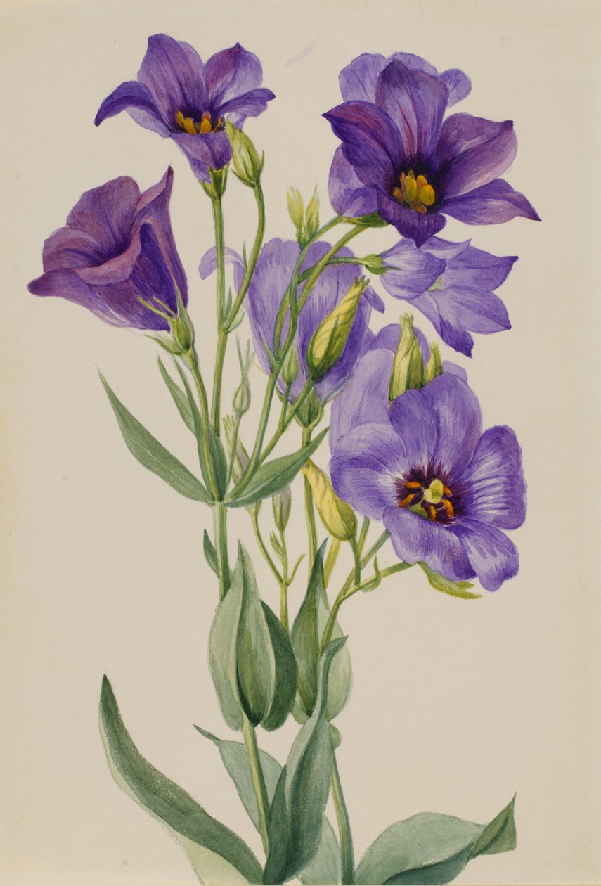 Eustoma russelianum，约1930年代初。 作者 玛丽·沃克斯·沃尔科特