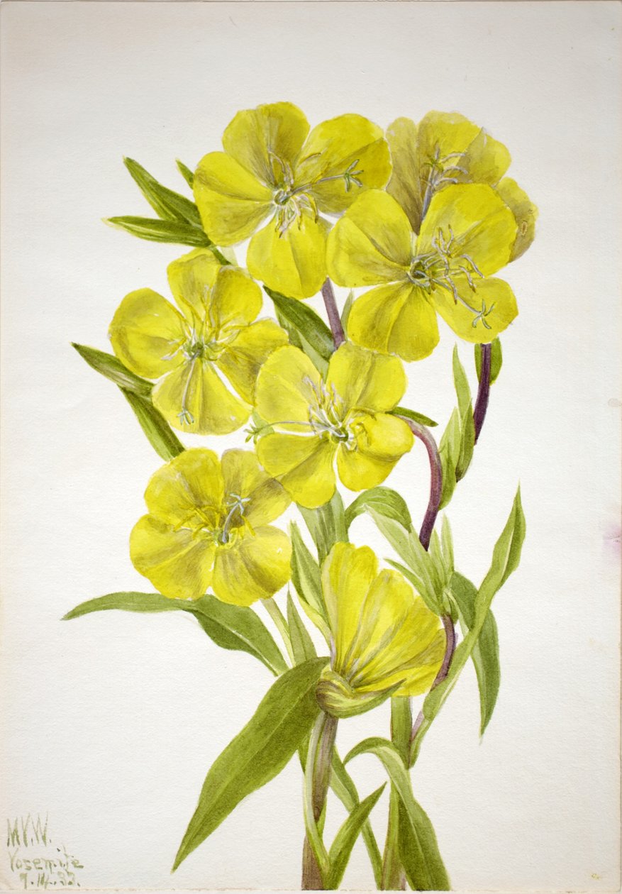 月见草（Oenothera） 作者 玛丽·沃克斯·沃尔科特