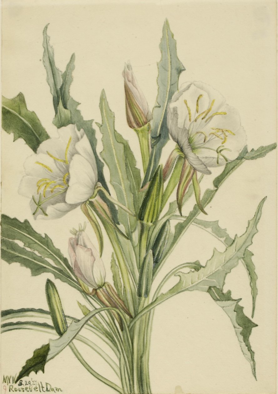 月见草（Pachyoplus hirsutus） 作者 玛丽·沃克斯·沃尔科特