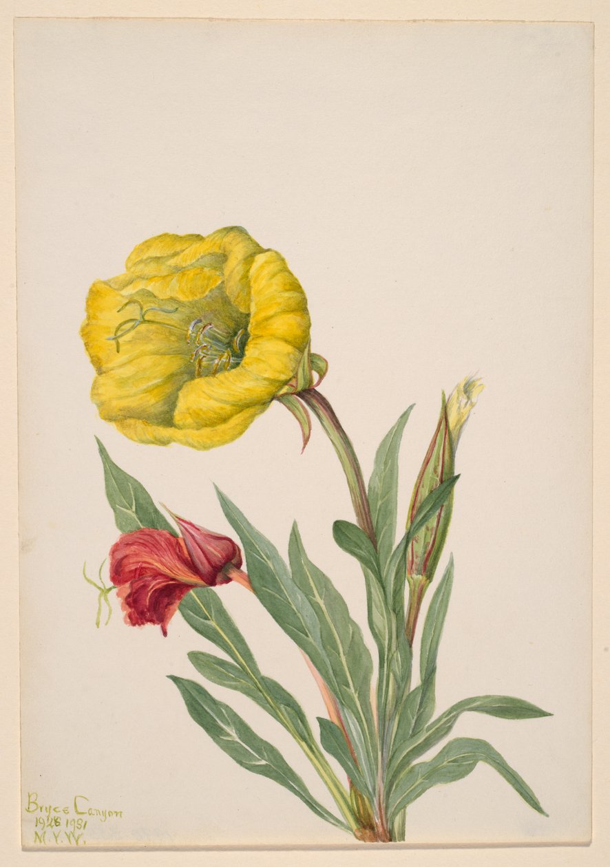 Evening Primrose Oenothera howardi, 1928-1931. 作者 玛丽·沃克斯·沃尔科特