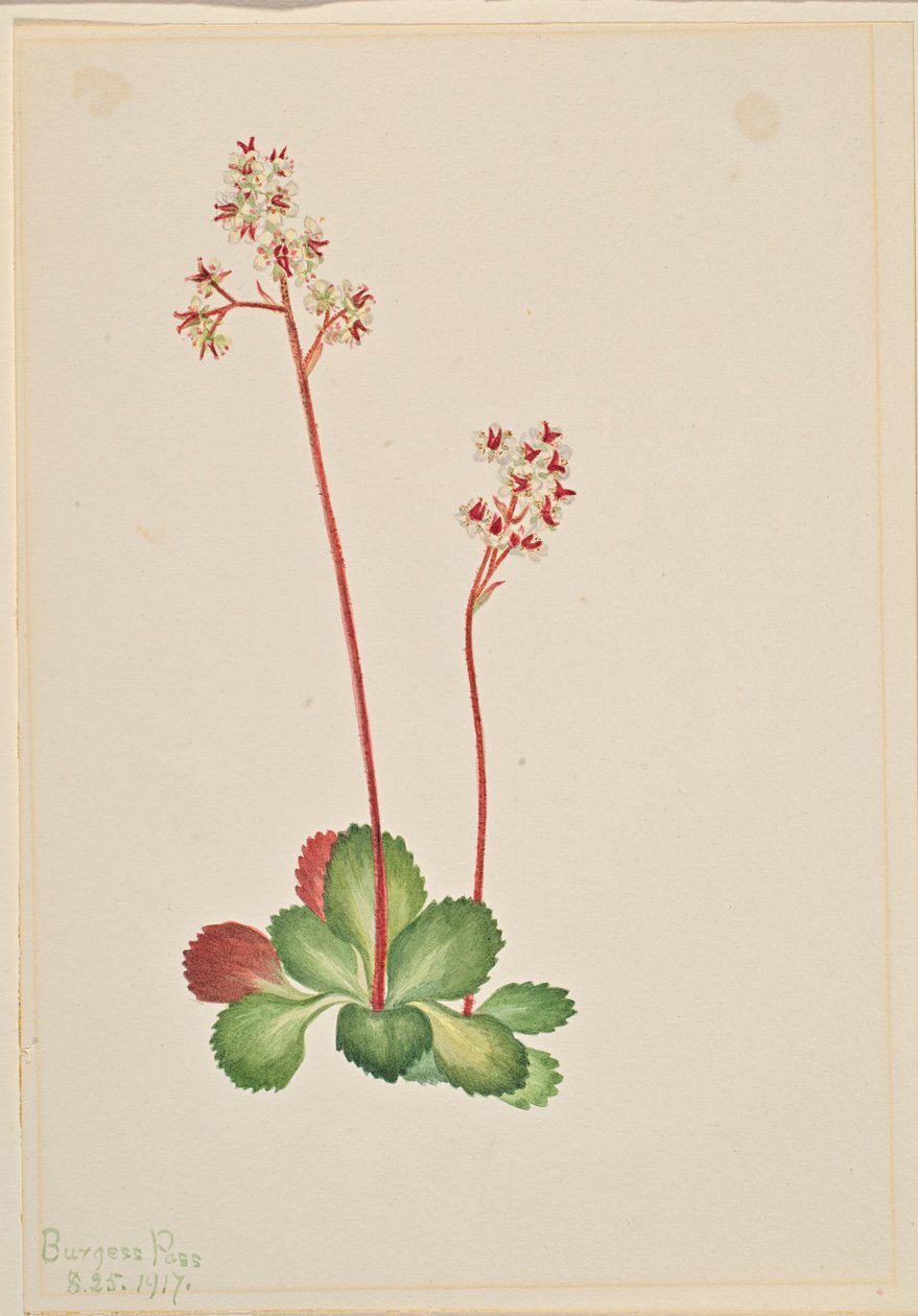 常绿虎耳草（Leptarrhena pyrolifolia） 作者 玛丽·沃克斯·沃尔科特
