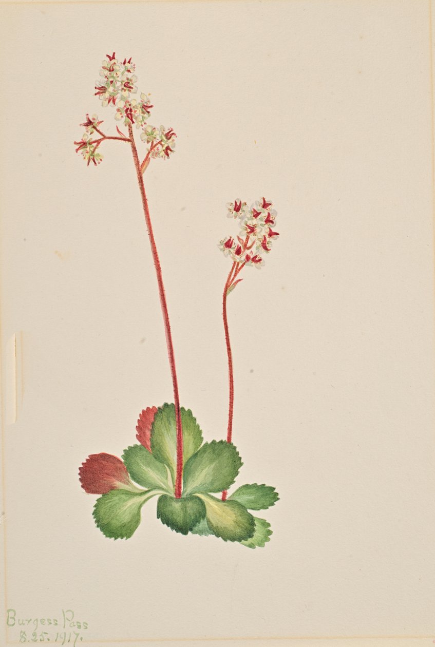 常绿虎耳草 Leptarrhena pyrolifolia, 1917. 作者 玛丽·沃克斯·沃尔科特