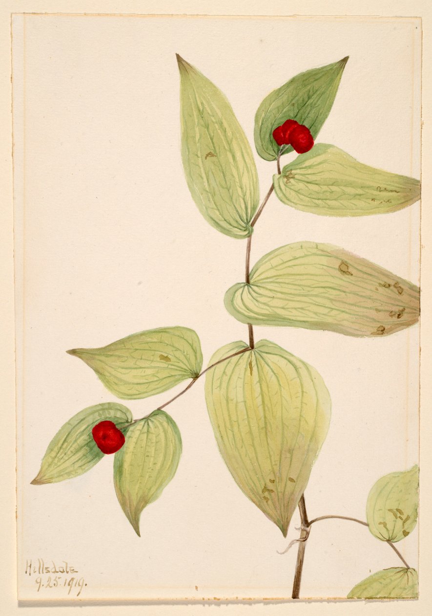 仙人球（Disporum trachycarpum） 作者 玛丽·沃克斯·沃尔科特
