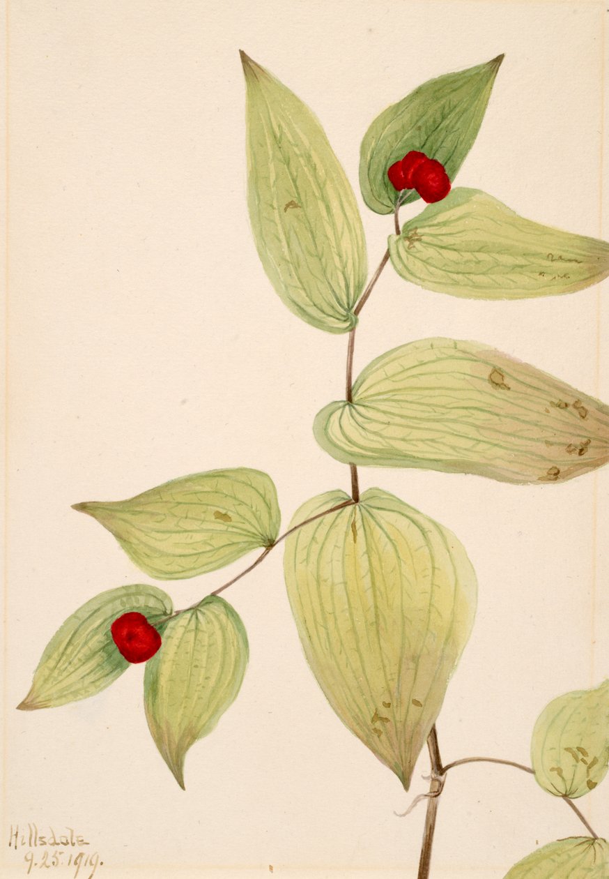 Fairy-Bells Disporum trachycarpum, 1919. 作者 玛丽·沃克斯·沃尔科特