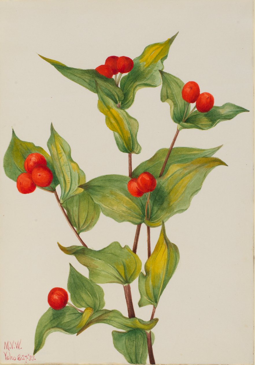 仙人球（Disporum hookeri） 作者 玛丽·沃克斯·沃尔科特