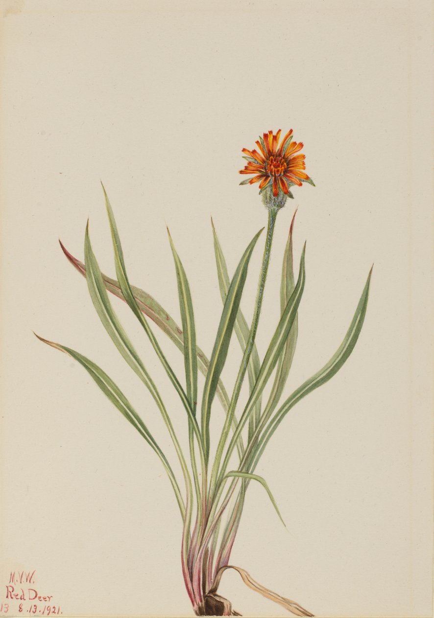 假蒲公英（Agoseris aurantiaca） 作者 玛丽·沃克斯·沃尔科特