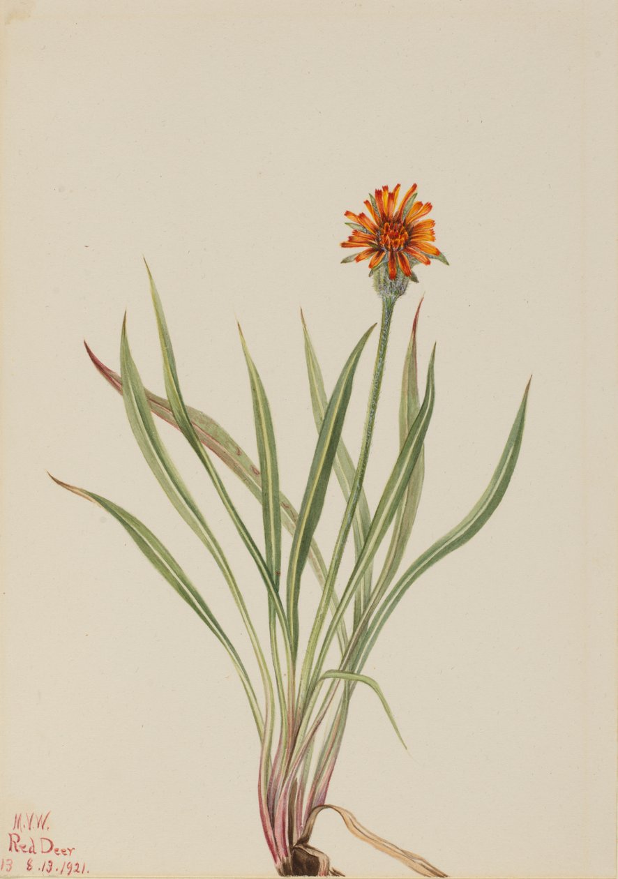 假蒲公英 Agoseris aurantiaca, 1921. 作者 玛丽·沃克斯·沃尔科特