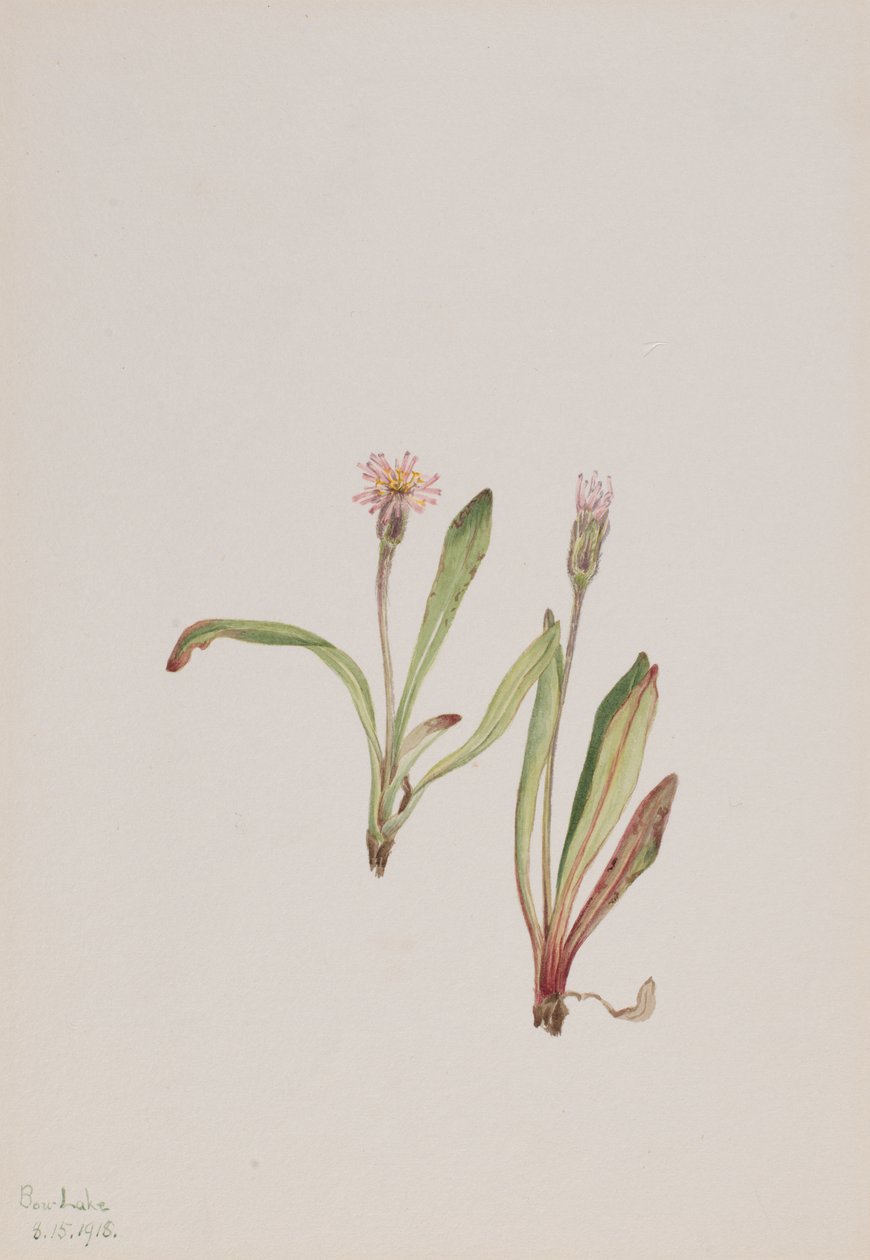 假蒲公英Agoseris carnea，1918年。 作者 玛丽·沃克斯·沃尔科特