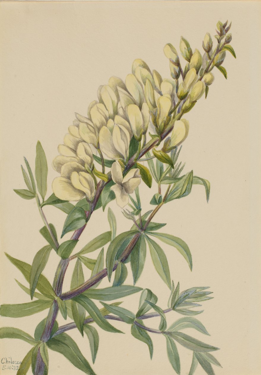False Indigo Baptista bructeata, 1932. 作者 玛丽·沃克斯·沃尔科特
