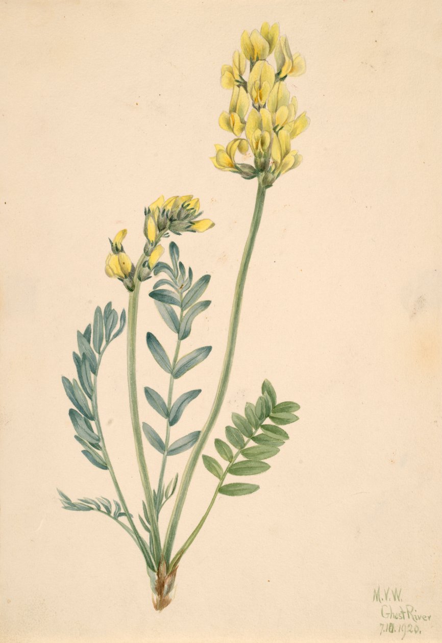 False locoweed Oxytropia gracilis, 1920. 作者 玛丽·沃克斯·沃尔科特