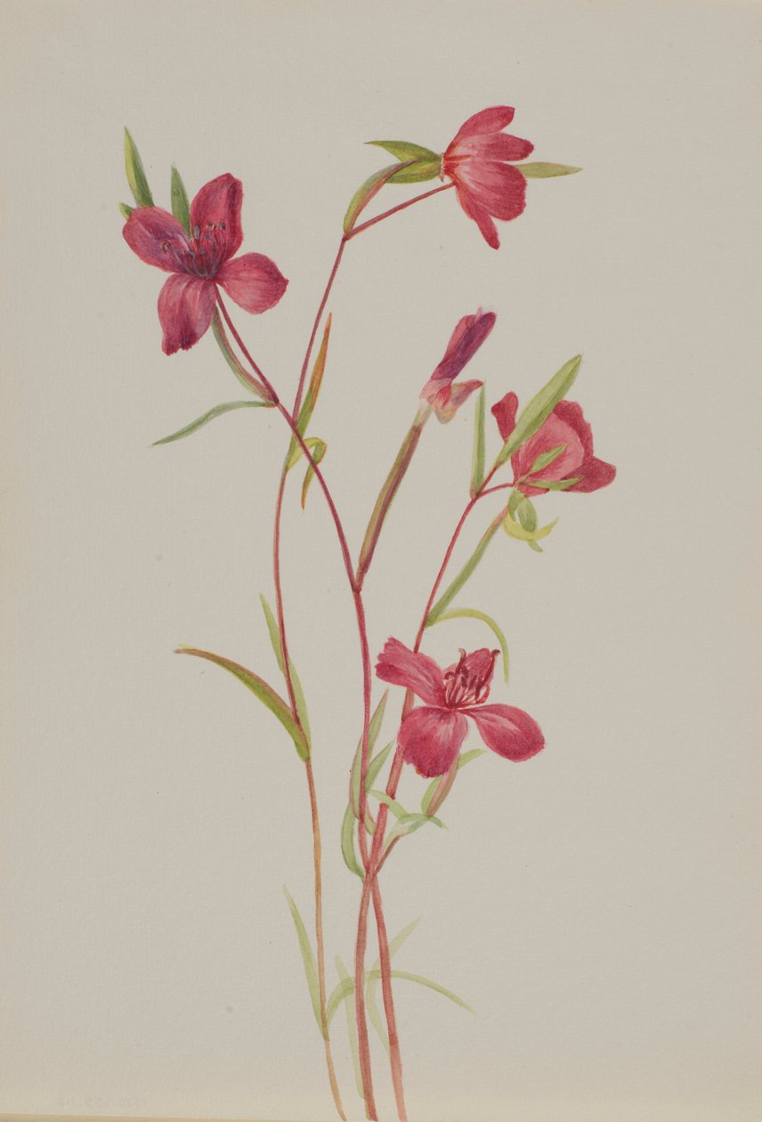 告别春天（Godetia amoena lilja） 作者 玛丽·沃克斯·沃尔科特