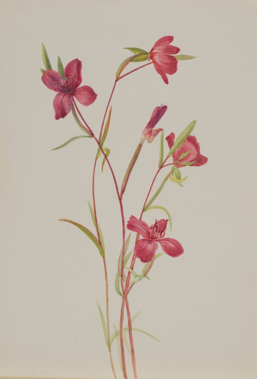 告别春天 Godetia amoena lilja, 约1930年代。 作者 玛丽·沃克斯·沃尔科特