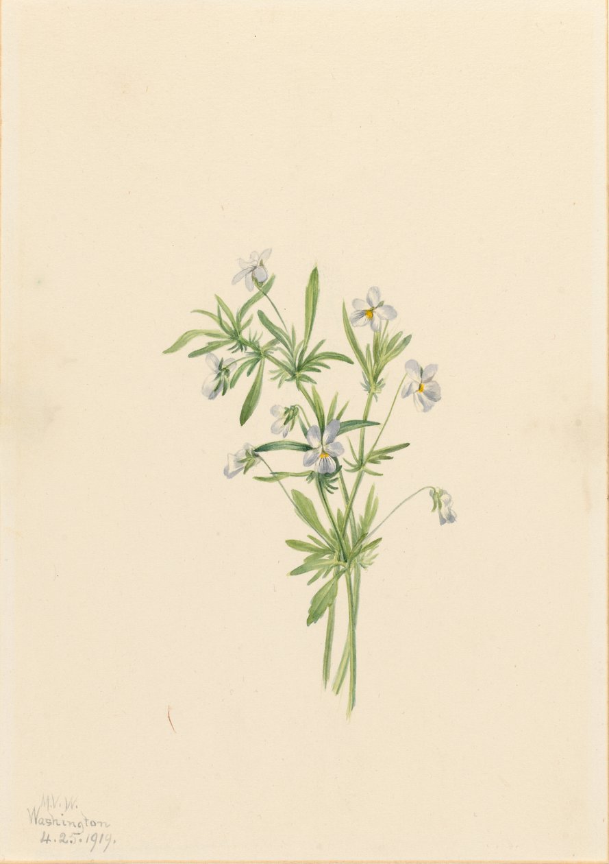 田野紫罗兰（Viola rafinesquii） 作者 玛丽·沃克斯·沃尔科特