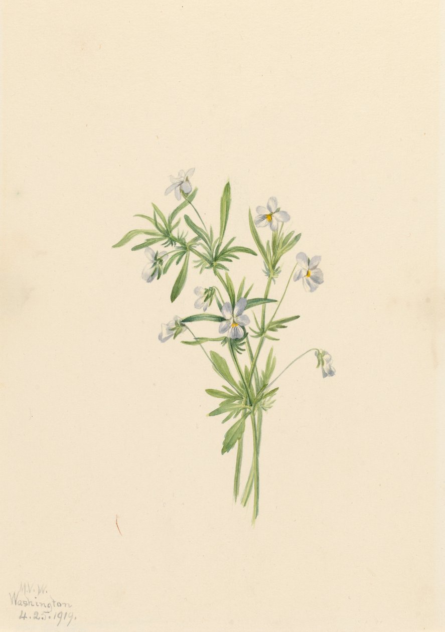 田野紫罗兰 Viola rafinesquii, 1919. 作者 玛丽·沃克斯·沃尔科特