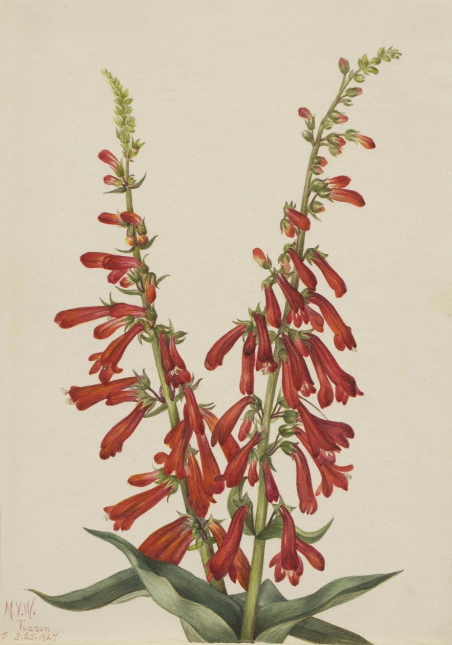 火龙草（Pentstemon eatonii） 作者 玛丽·沃克斯·沃尔科特