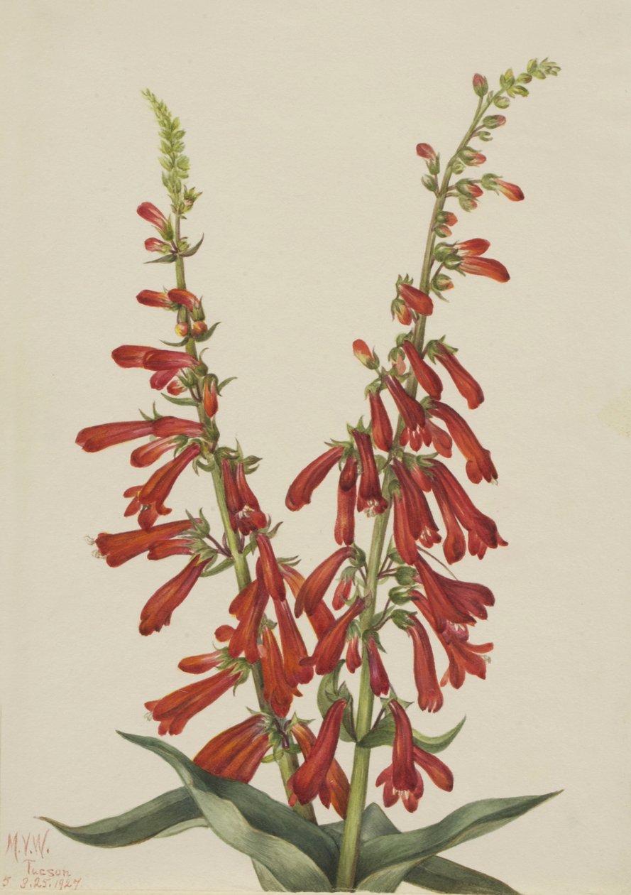 Fire Pentstemon Pentstemon eatonii, 1927. 作者 玛丽·沃克斯·沃尔科特