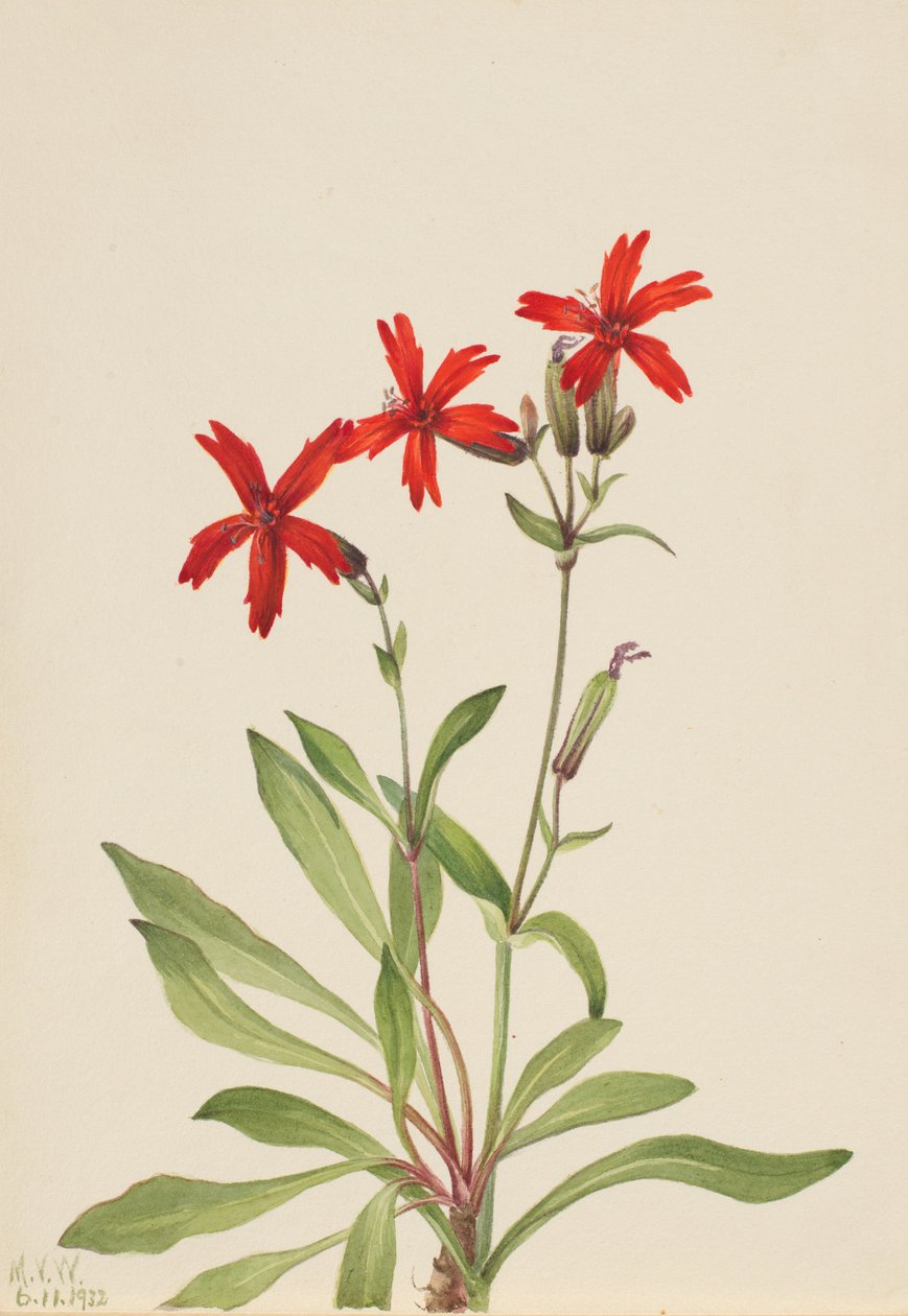 Fire Pink Silene virginica, 1932. 作者 玛丽·沃克斯·沃尔科特
