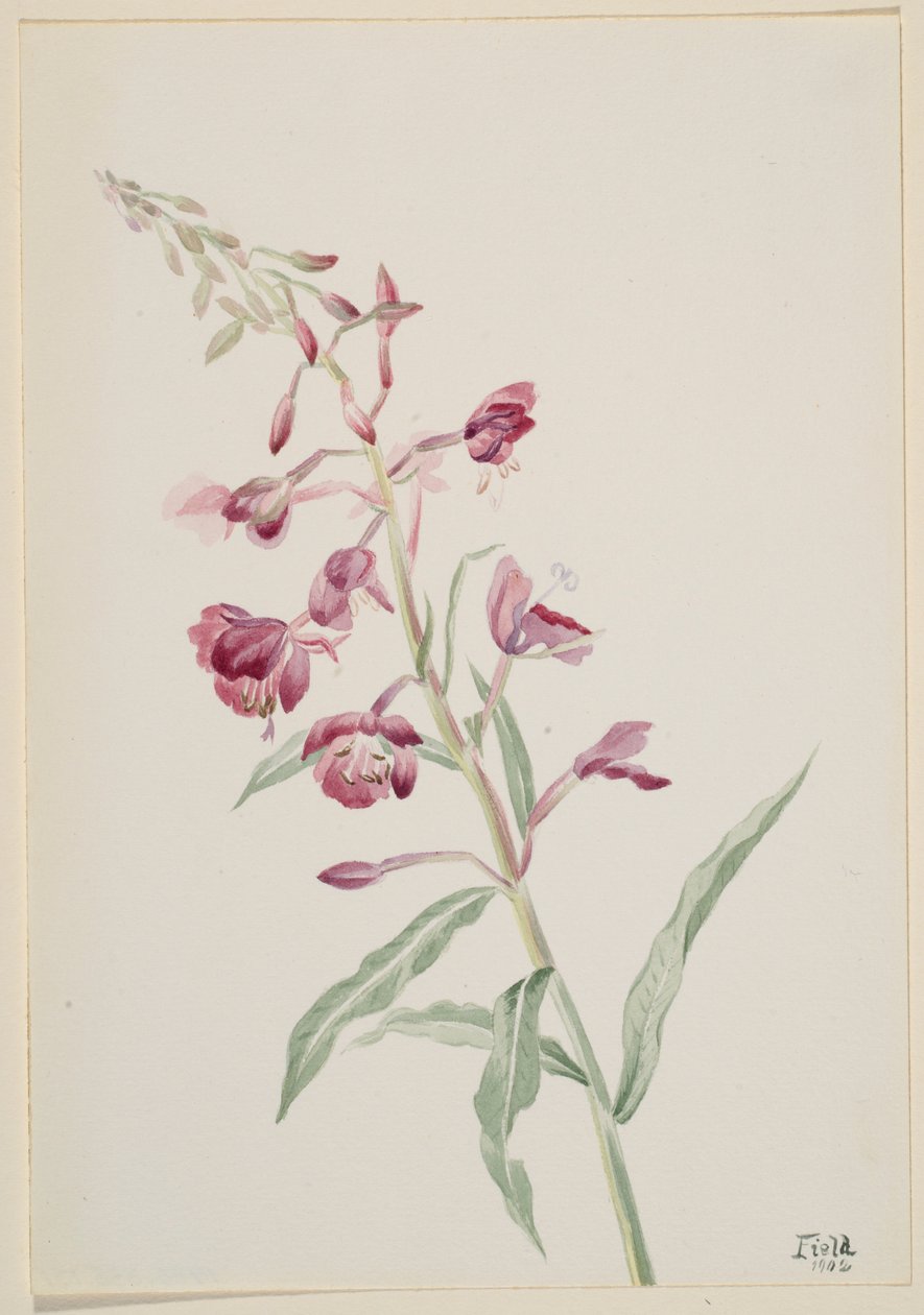 火烧草（Epilobium angustifolium） 作者 玛丽·沃克斯·沃尔科特