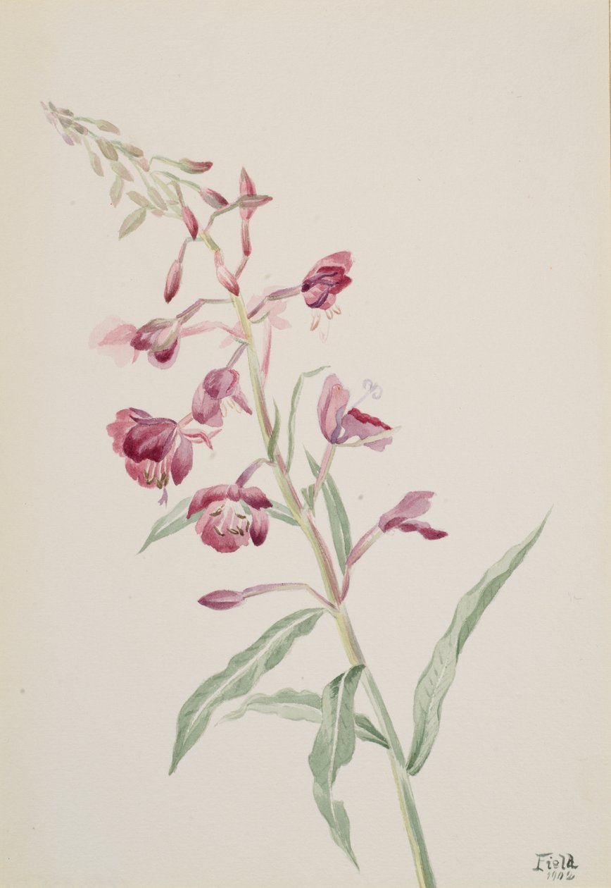 Fireweed Epilobium angustifolium, 1902. 作者 玛丽·沃克斯·沃尔科特