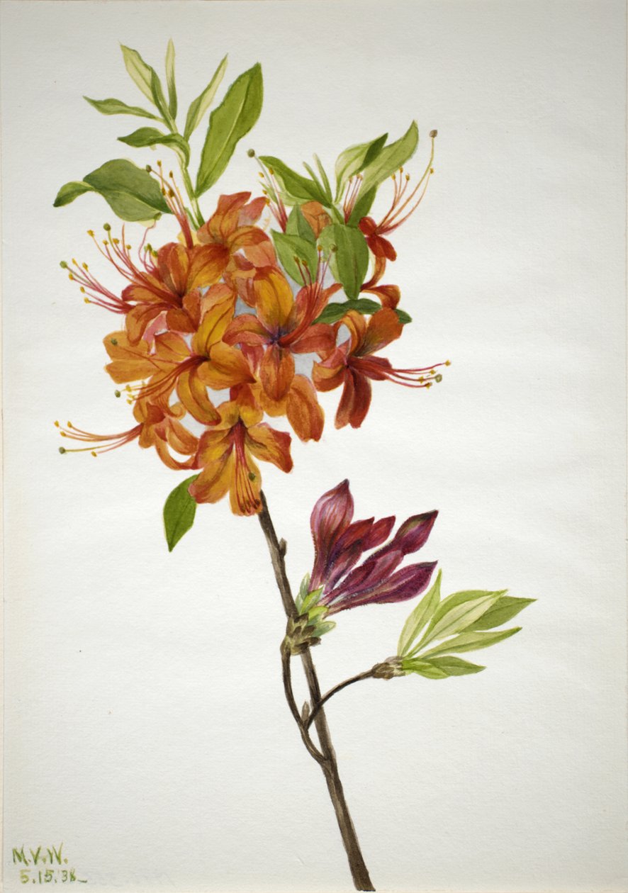 火焰杜鹃花 Rhododendron speciosum, 1938. 作者 玛丽·沃克斯·沃尔科特