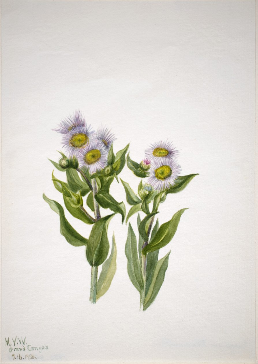莨菪（Erigeron macranthus） 作者 玛丽·沃克斯·沃尔科特
