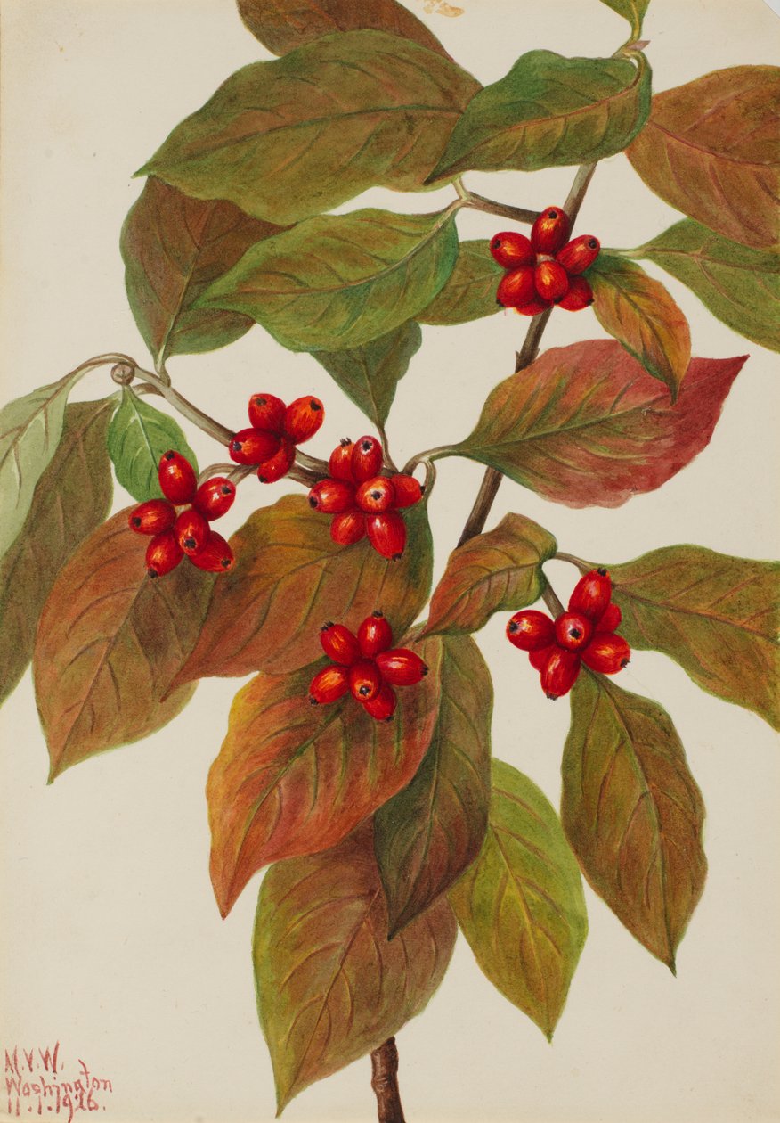 开花的山茱萸 Cornus florida, 1926. 作者 玛丽·沃克斯·沃尔科特