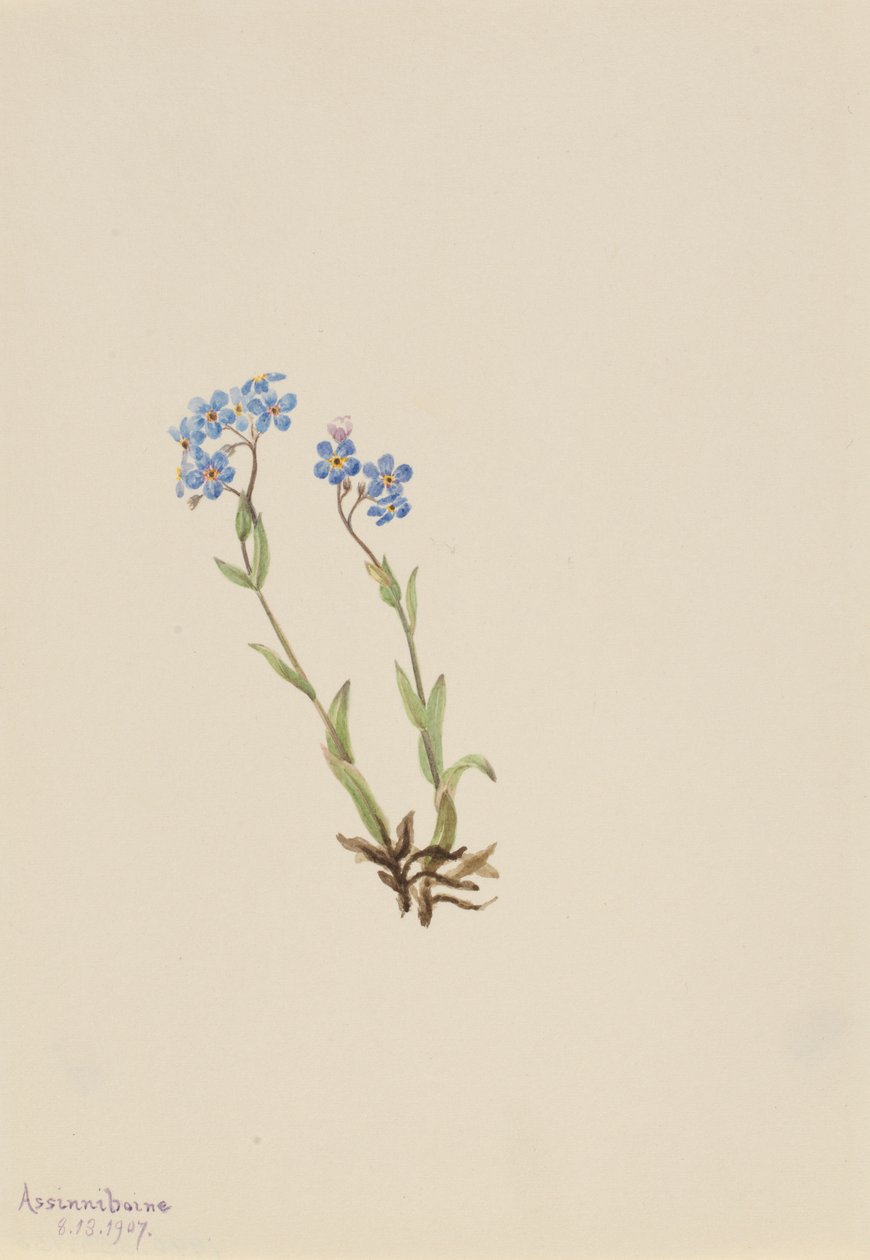 勿忘我（Myosotis alpestris） 作者 玛丽·沃克斯·沃尔科特