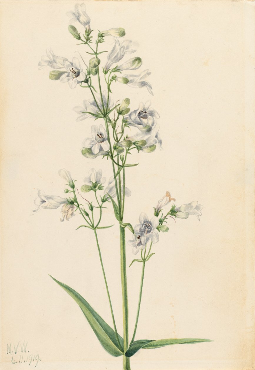 狐狸精Pentstemon Pentstemon digitalis，1919。 作者 玛丽·沃克斯·沃尔科特