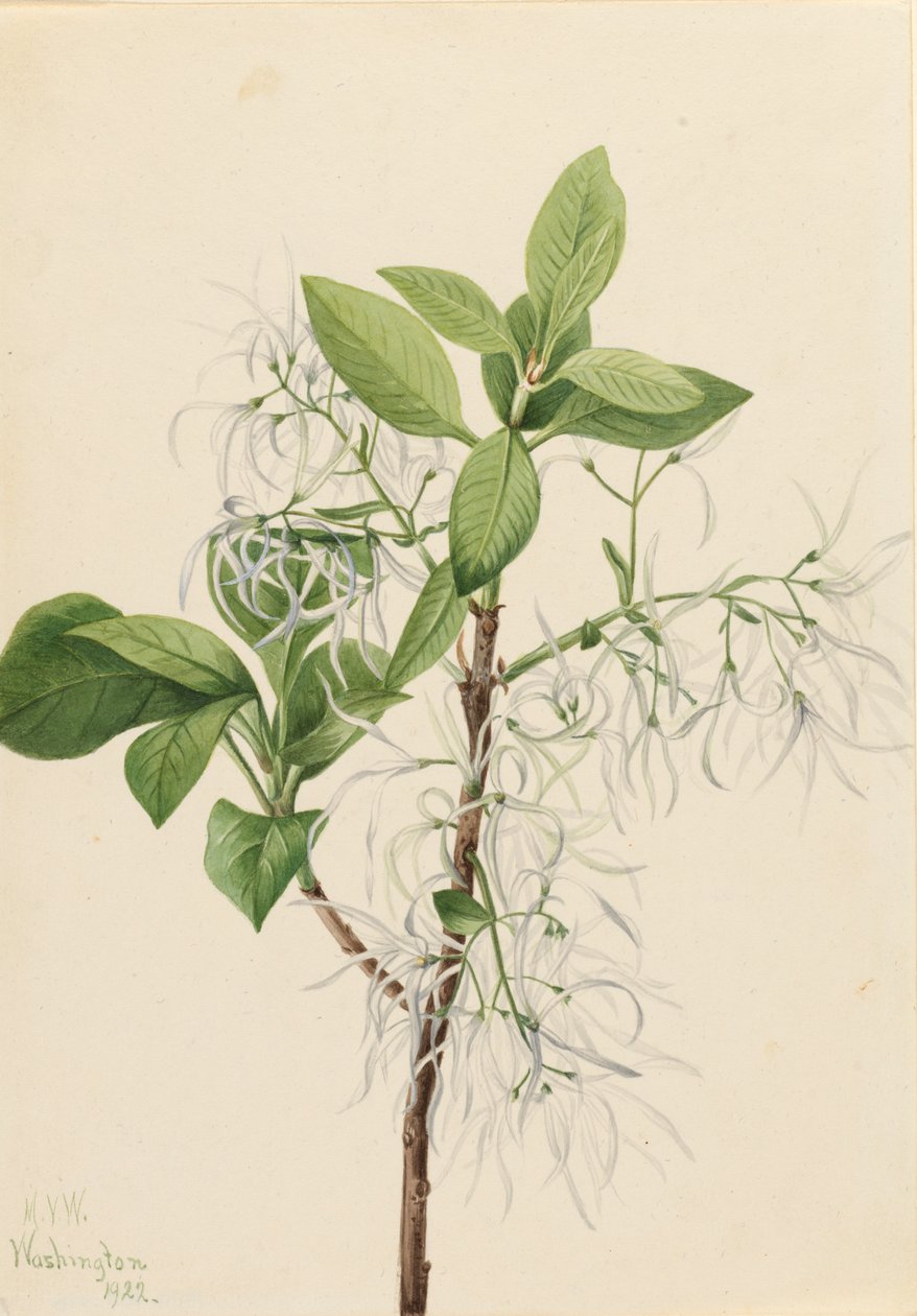 边缘树 Chionanthus virginica, 1922. 作者 玛丽·沃克斯·沃尔科特