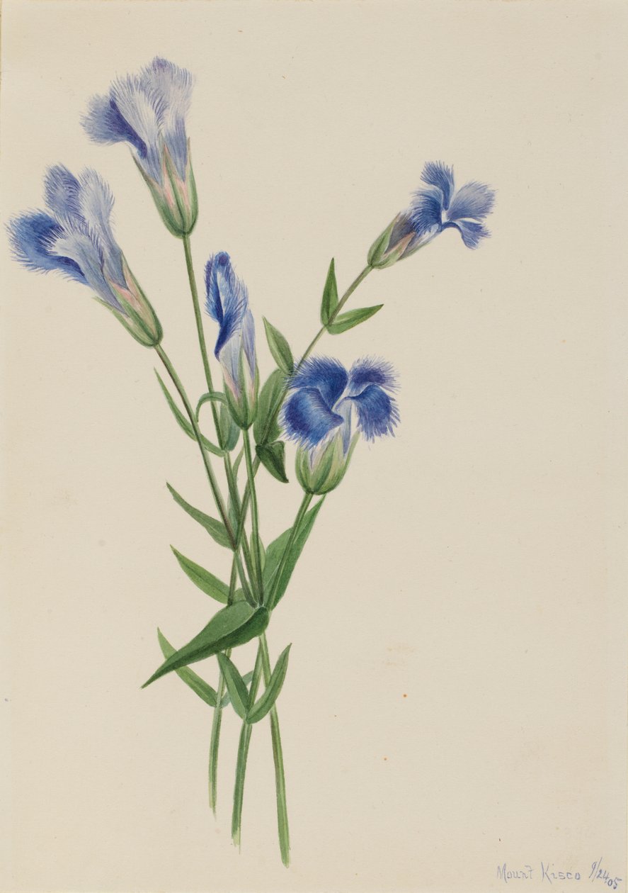 流苏龙胆（Gentiana crinita） 作者 玛丽·沃克斯·沃尔科特